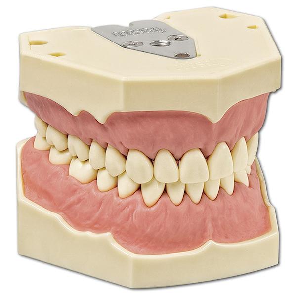 Dentalhygiene-Modell AG-3 H
