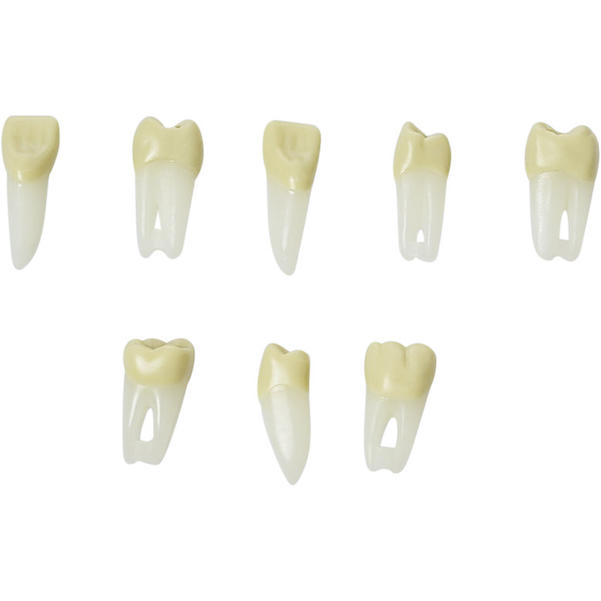 Endo-Modellzahn mit Schraube ANA-4 ZPURN